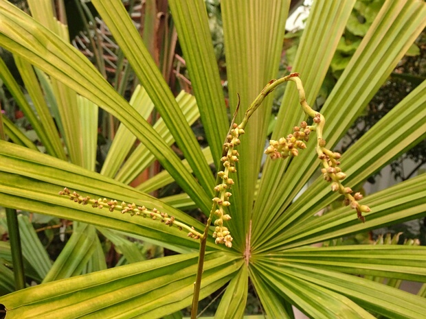 Ликуала колючая - Licuala spinosa
