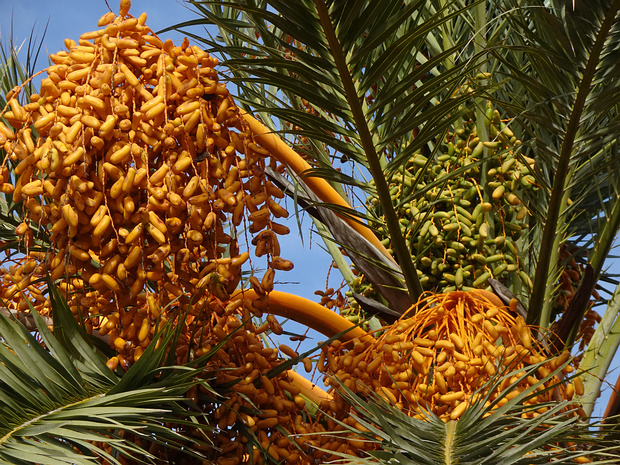 Финик пальчатый - Phoenix dactylifera