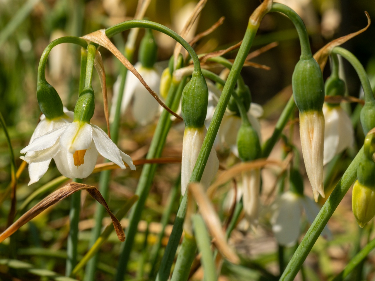 Acis nicaeensis _2025-06-01_1-1
