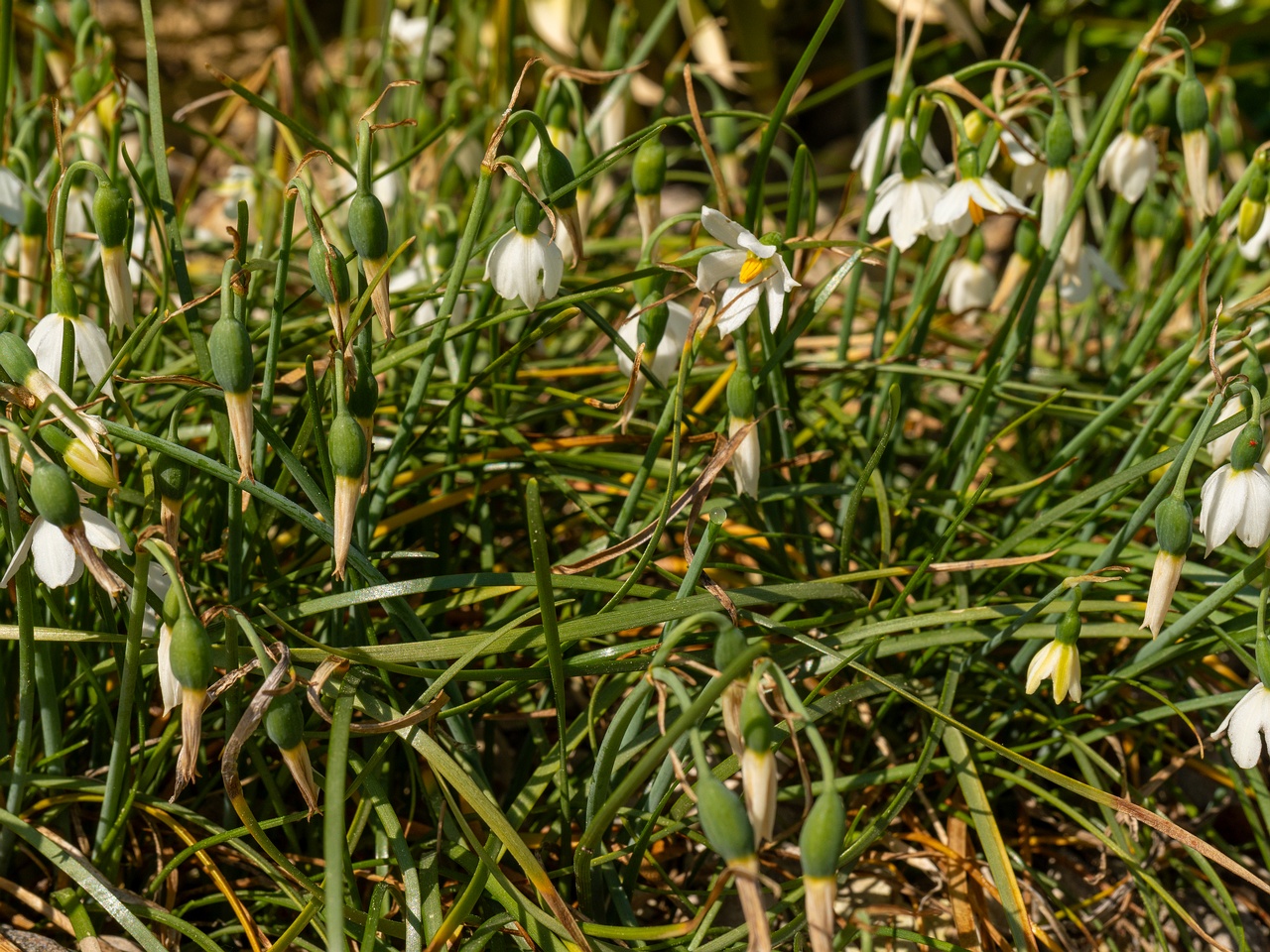 Acis nicaeensis _2025-06-01_1-10