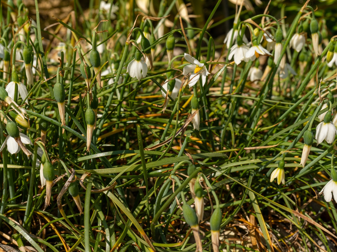 Acis nicaeensis _2025-06-01_1-11