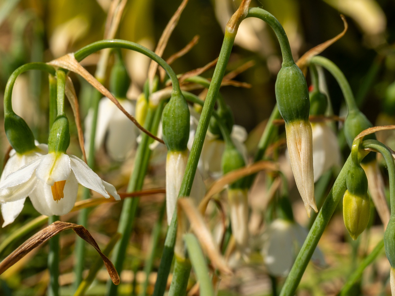 Acis nicaeensis _2025-06-01_1-2