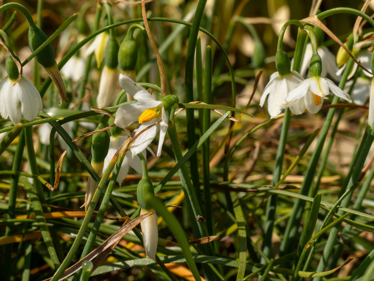 Acis nicaeensis _2025-06-01_1-5