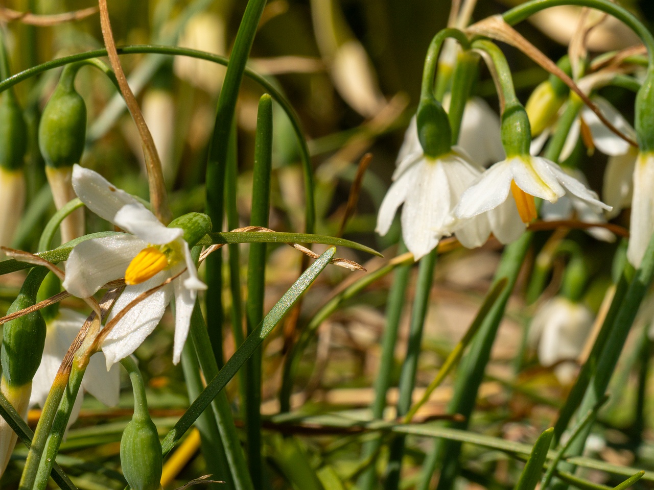 Acis nicaeensis _2025-06-01_1-7