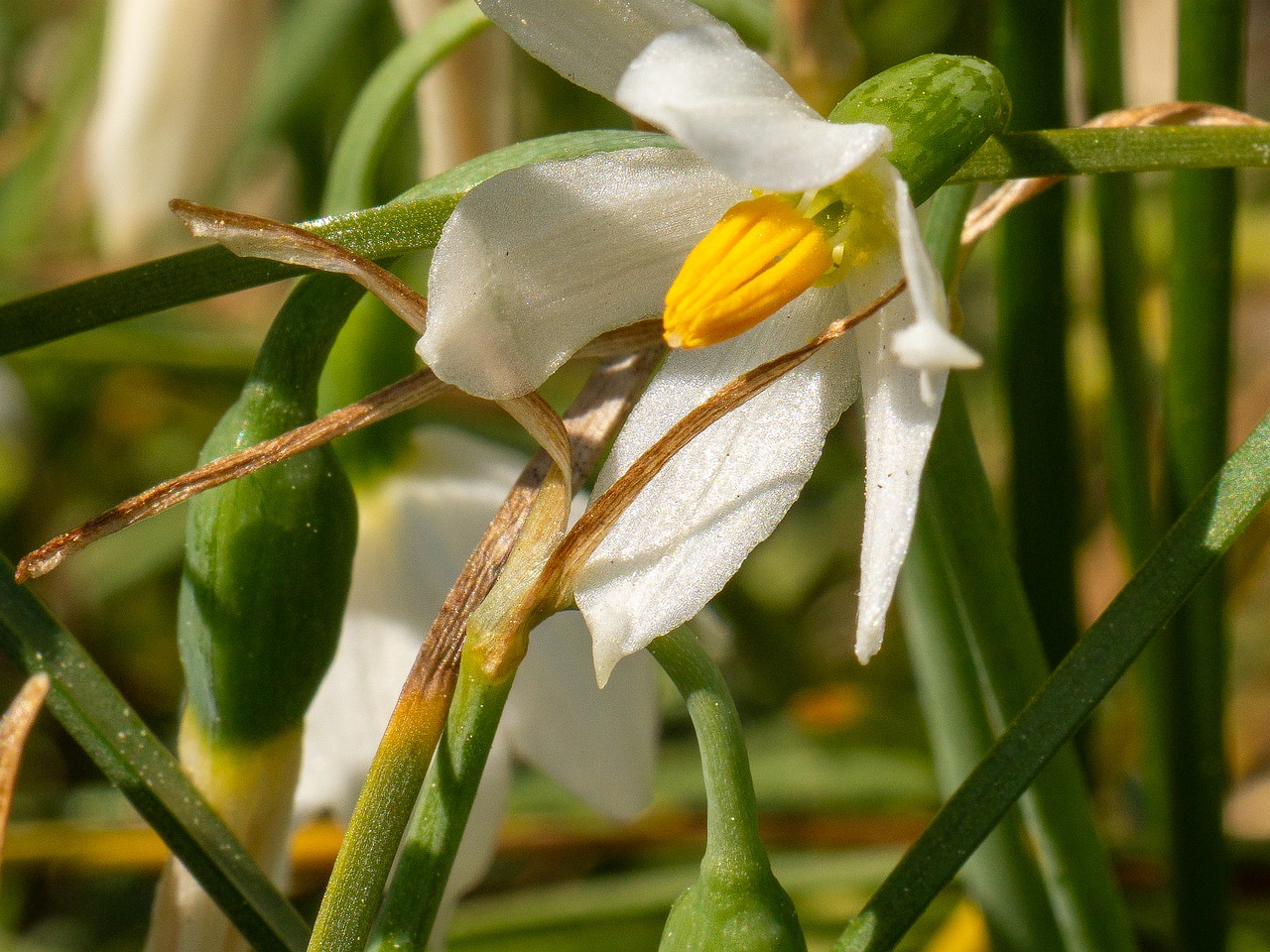 Acis nicaeensis _2025-06-01_1-8
