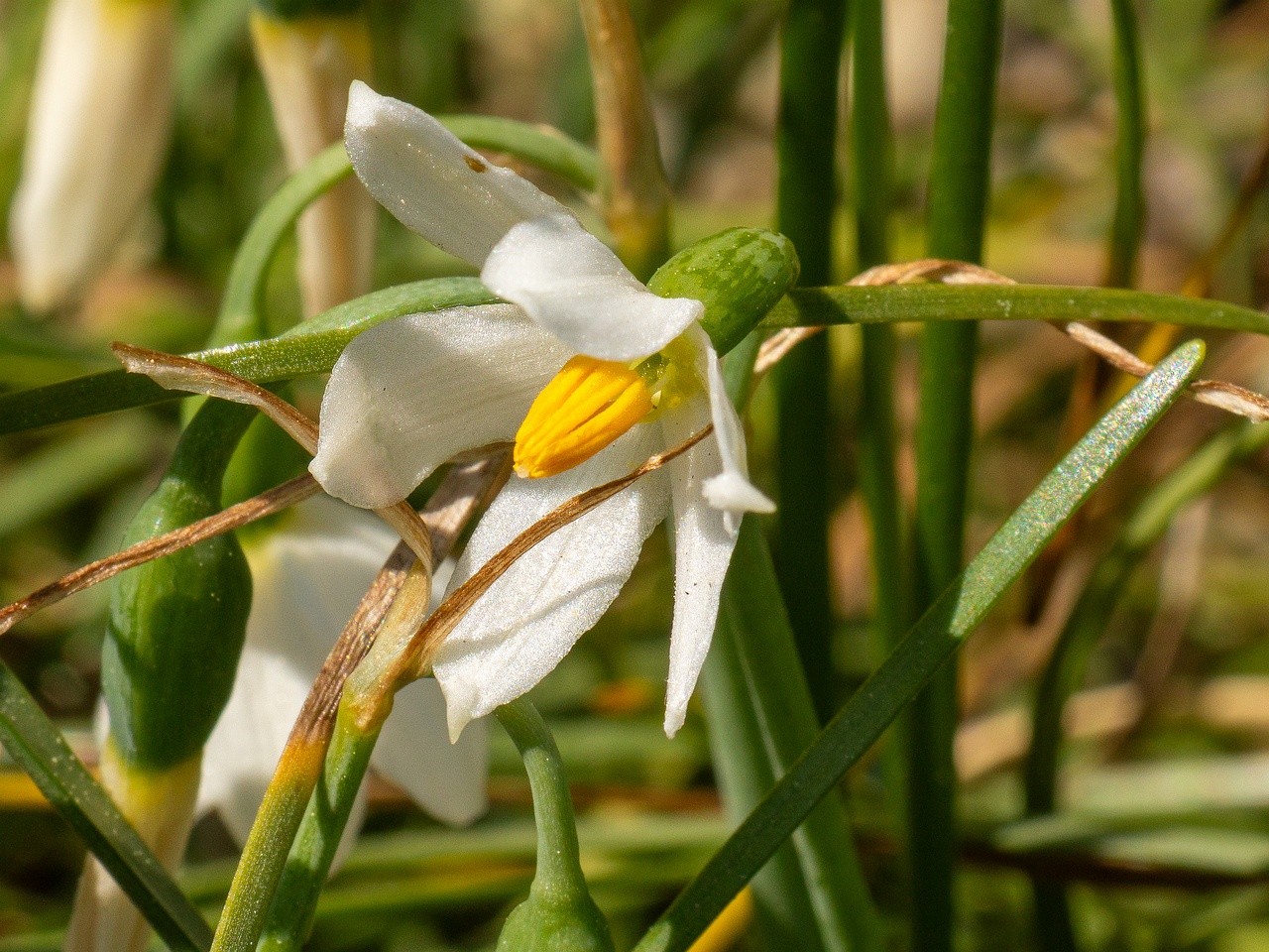 Acis nicaeensis _2025-06-01_1-9