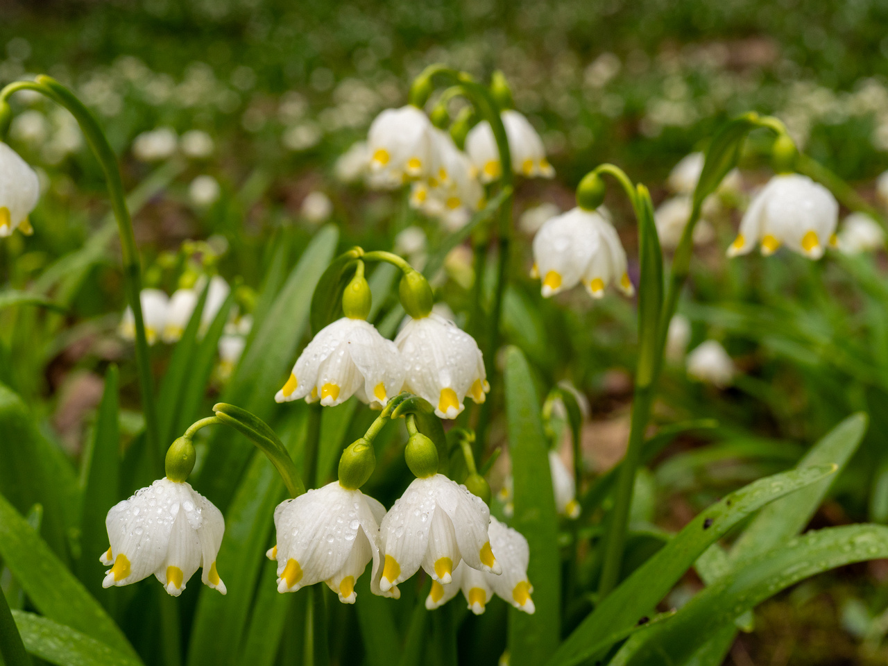 _tallinn-botanical-garden-110