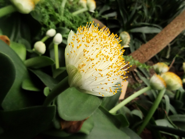 Гемантус белоцветковый - Haemanthus albiflos