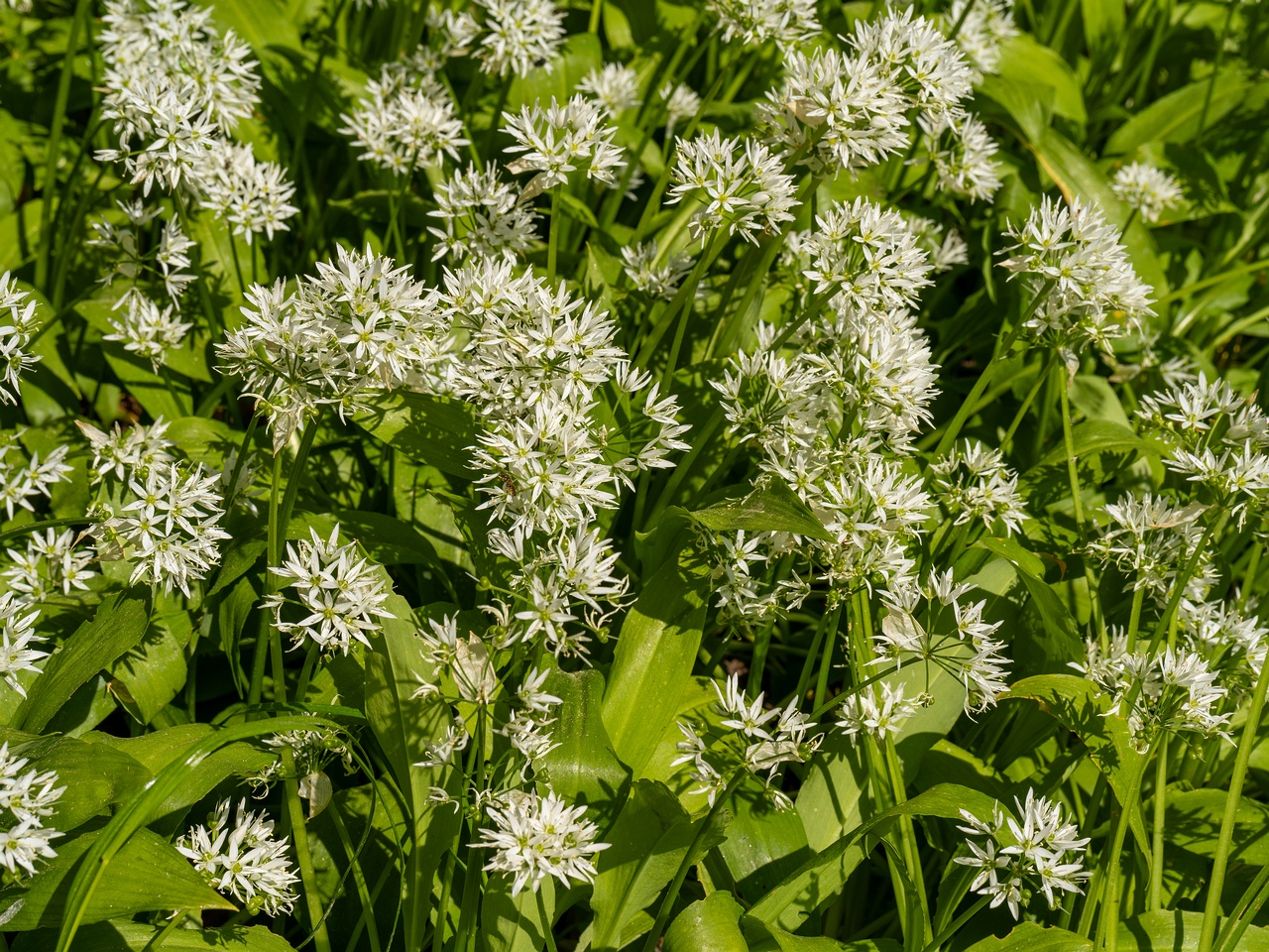 Allium ursinum _2025-06-01_1-1