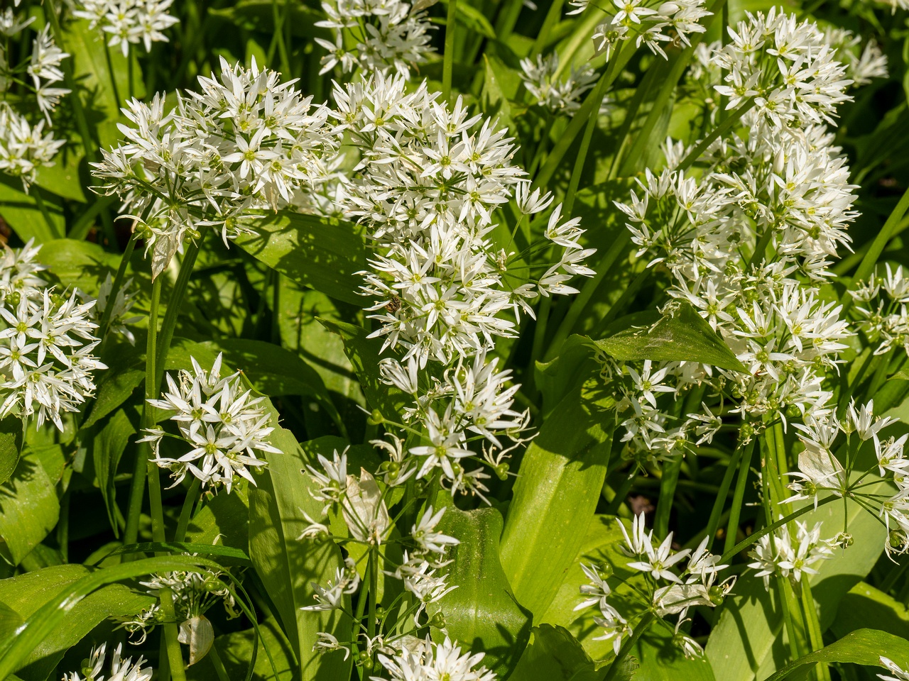 Allium ursinum _2025-06-01_1-2