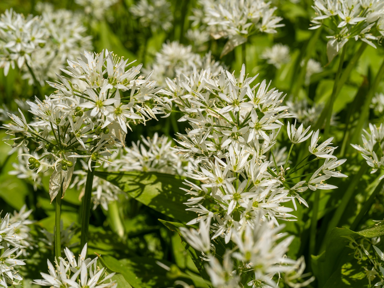 Allium ursinum _2025-06-01_1-3