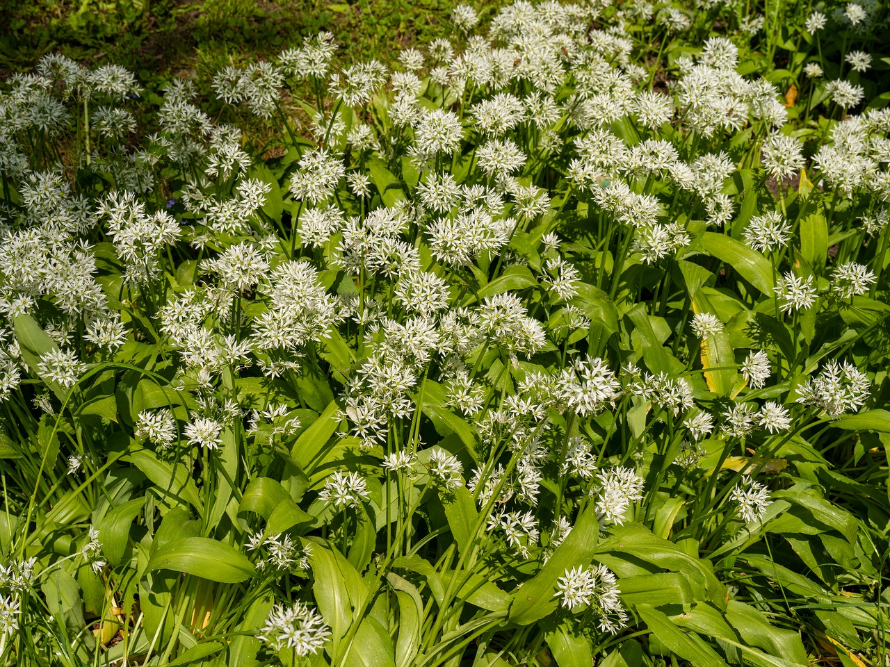 Allium ursinum _2025-06-01_1-5