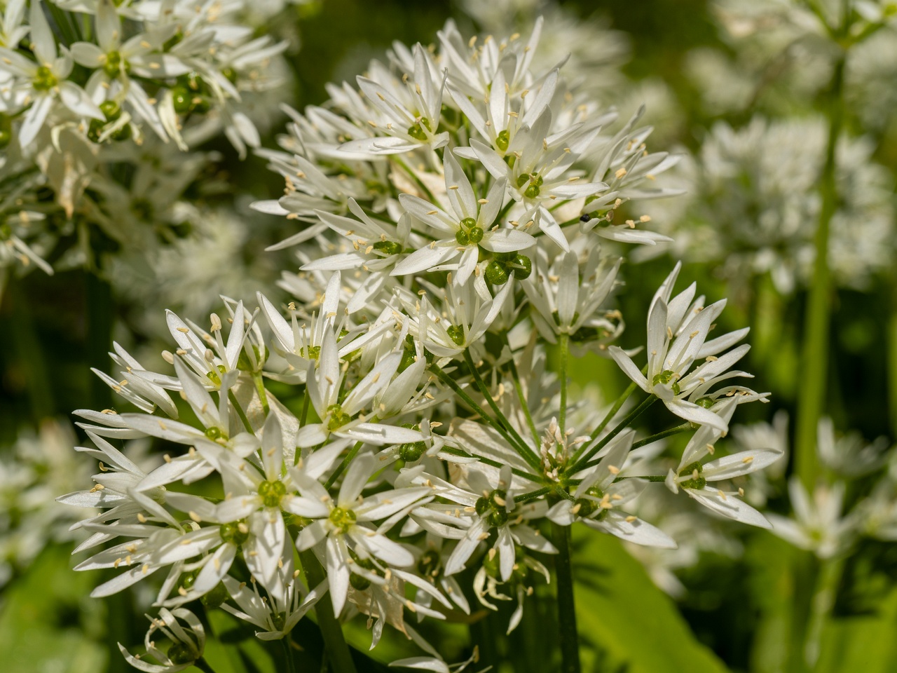 Allium ursinum _2025-06-01_1-6