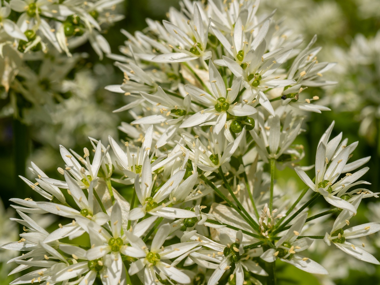 Allium ursinum _2025-06-01_1-8