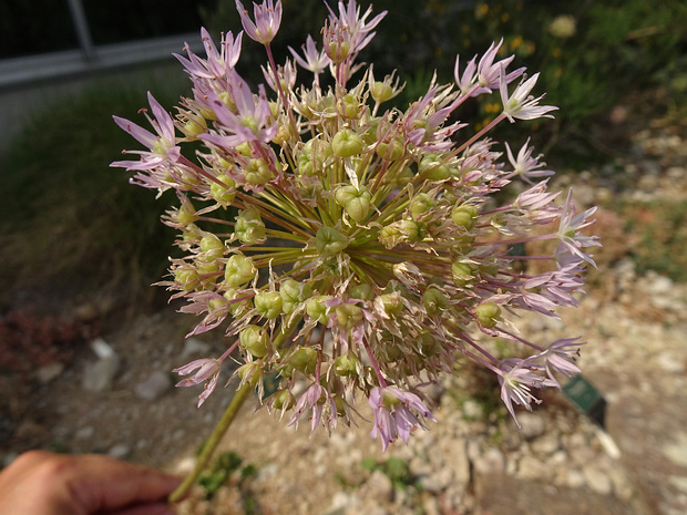 Лук ремнекрепленный - Allium loratum