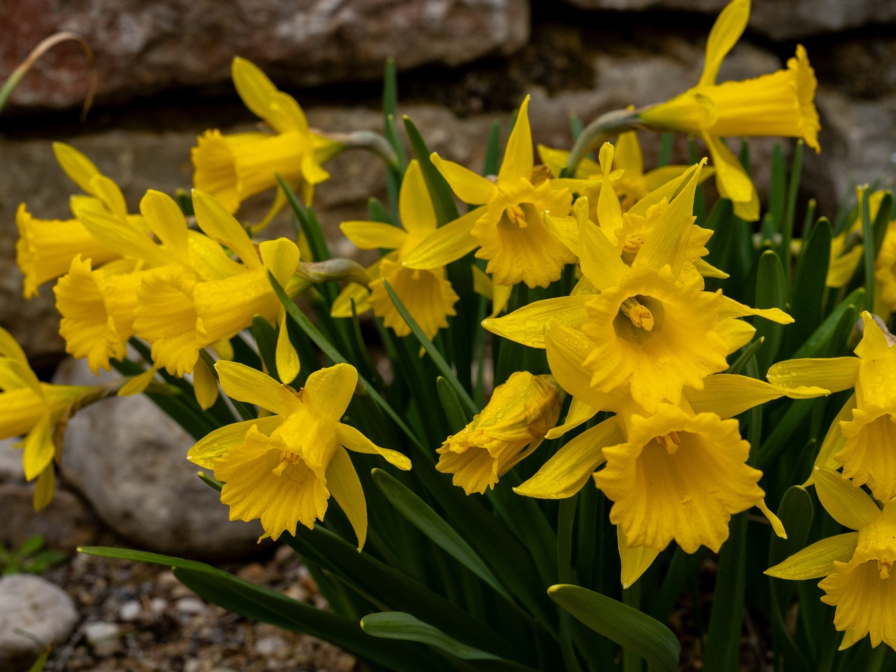 tallinn-botanical-garden-125_