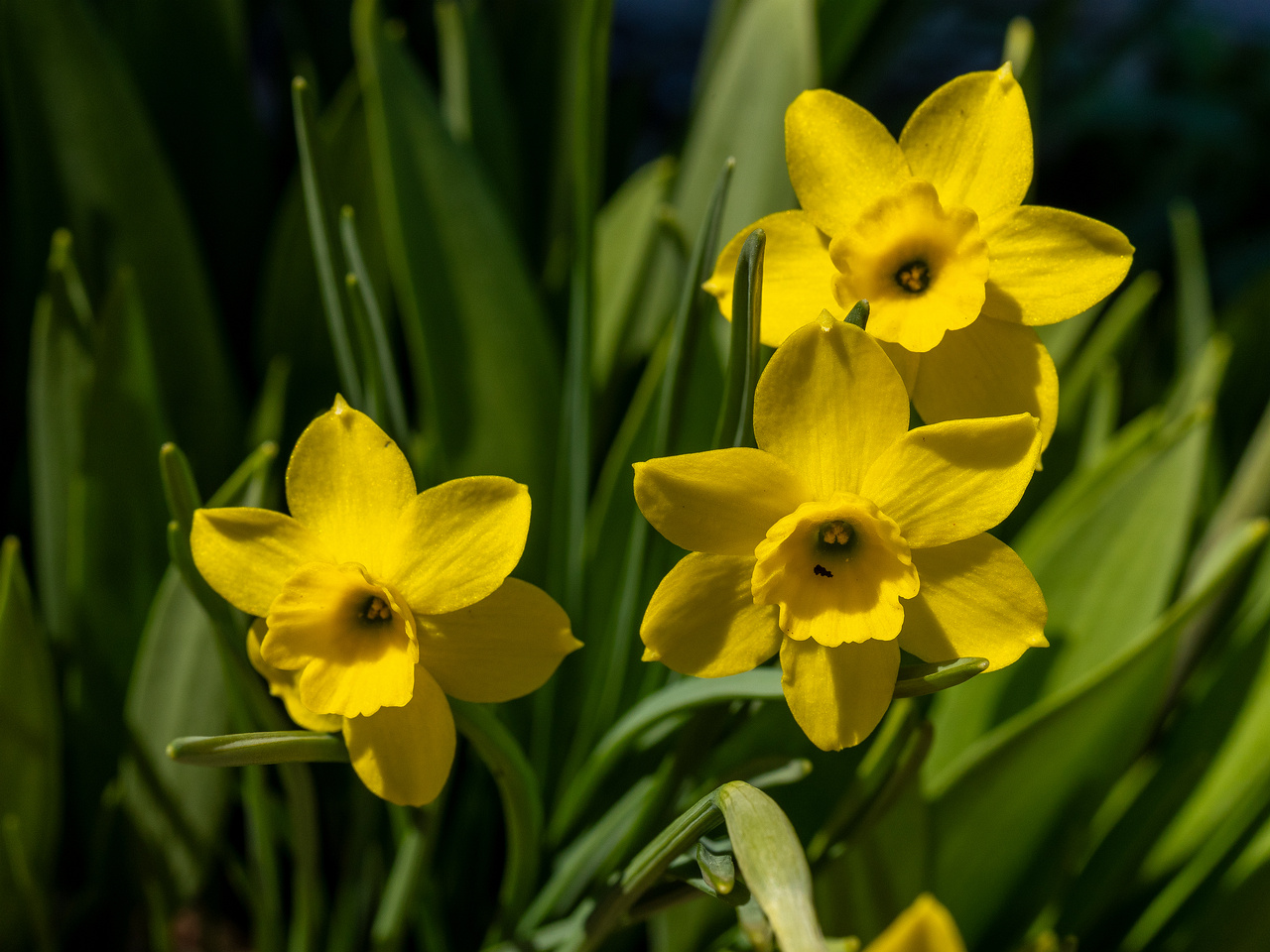narcissus-rupicola_2025-04-26_1-1