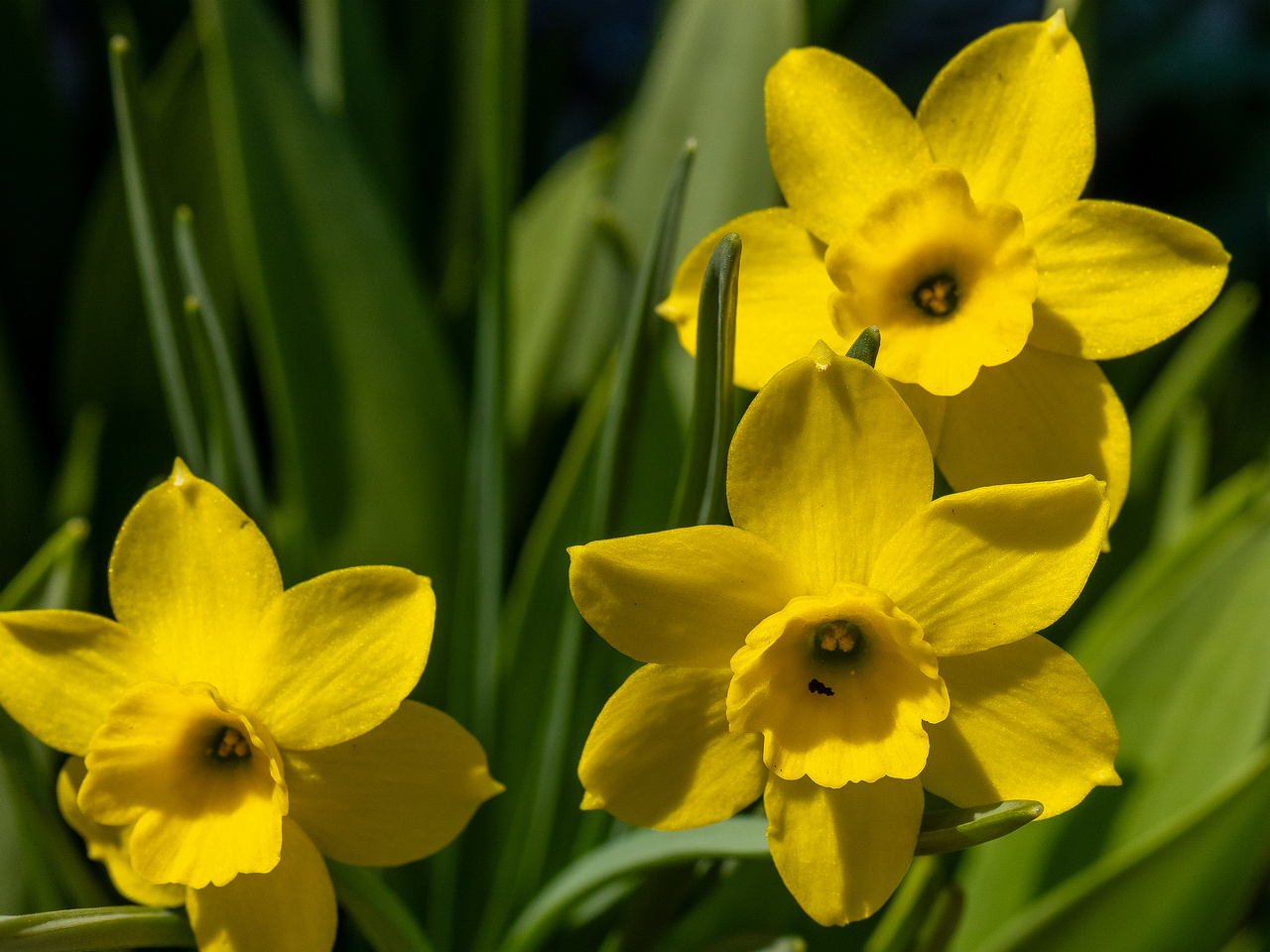 narcissus-rupicola_2025-04-26_1-2