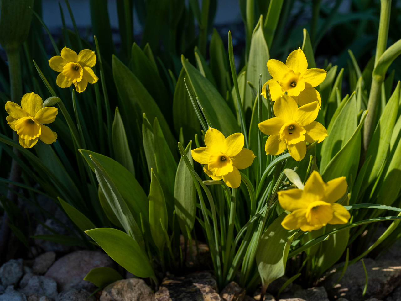 narcissus-rupicola_2025-04-26_1-3