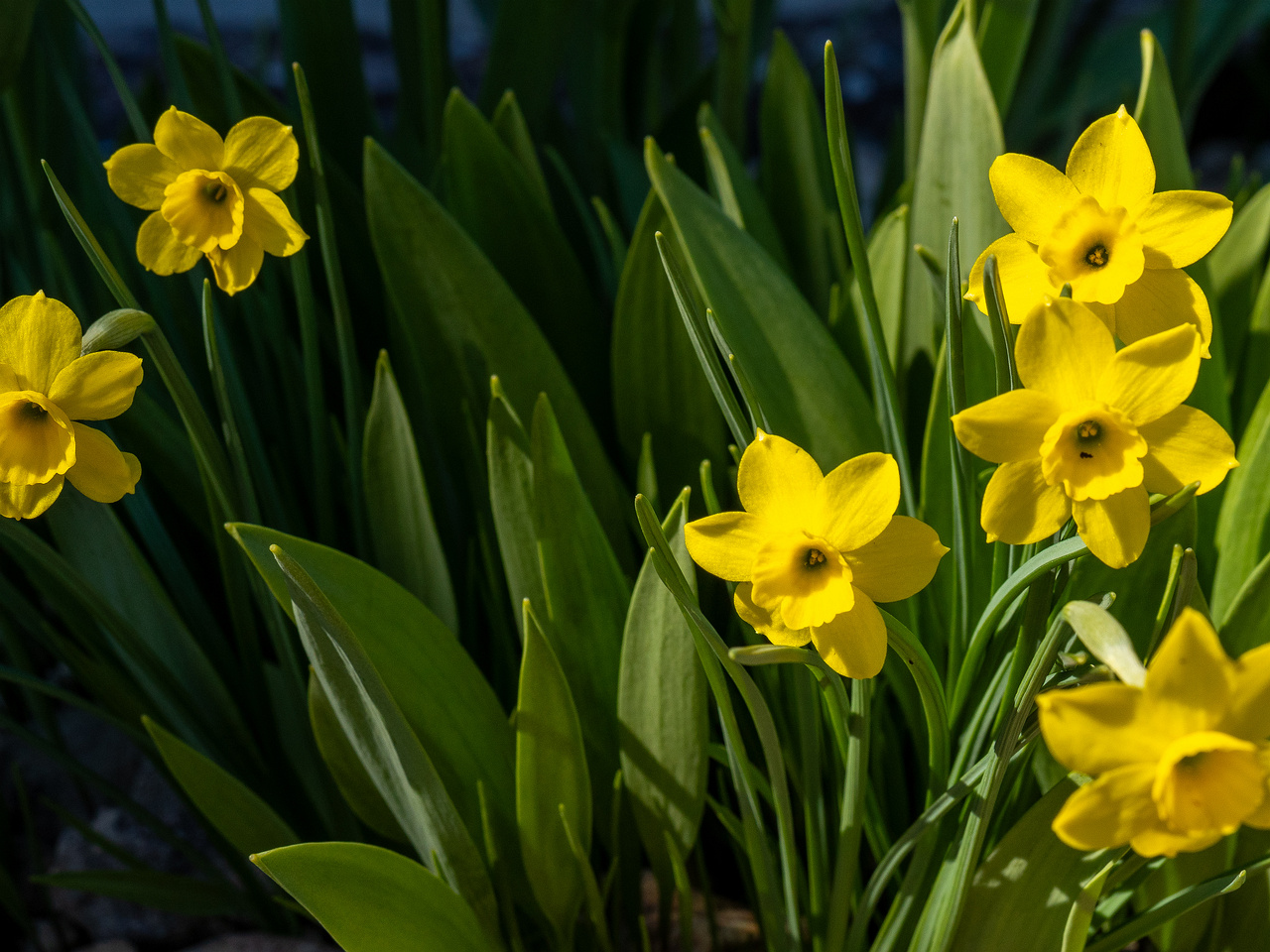 narcissus-rupicola_2025-04-26_1-4