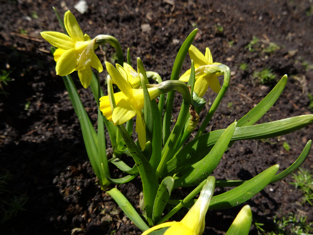 Нарцисс карликовый - Narcissus Tête-á-Tête