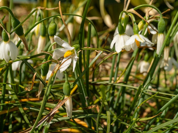 Ацис ниццкий - Acis nicaeensis