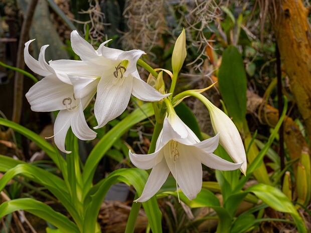 Кринум x Пауэлла 'Белый' - Crinum x powellii 'Album'