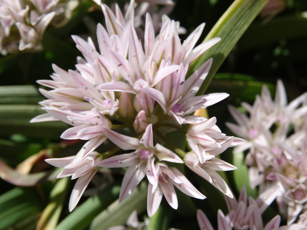 Лук городчатый - Allium crenulatum