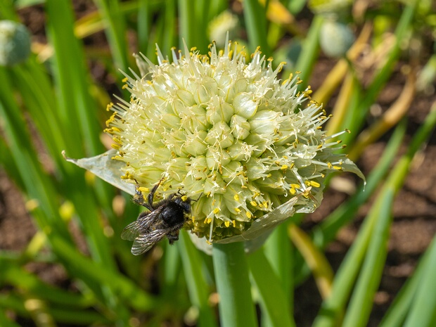 Лук дудчатый - Allium fistulosum
