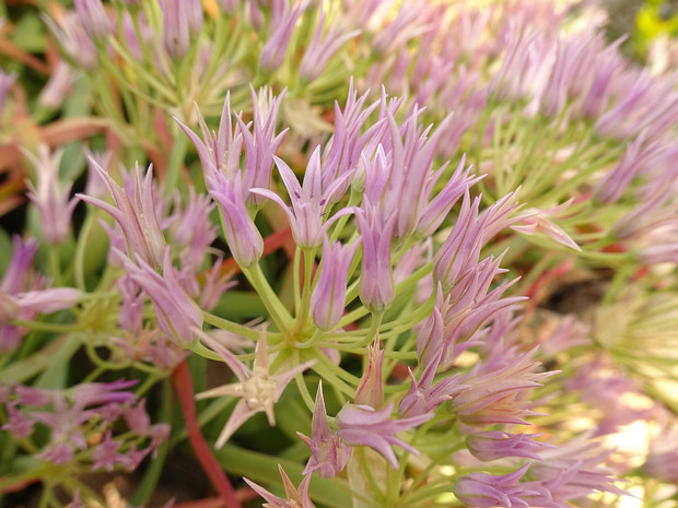 Лук косолистный - Allium falcifolium