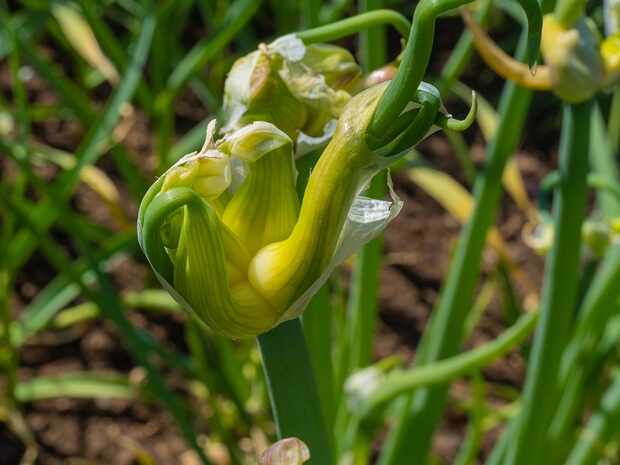 Лук x многоярусный - Allium x proliferum