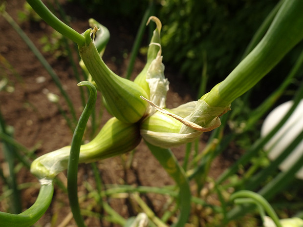 Лук x многоярусный - Allium x proliferum