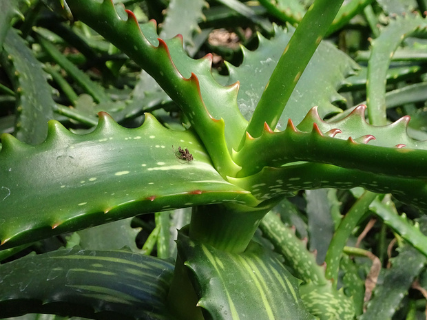 Алоэ нубийское, кампери - Aloe camperi