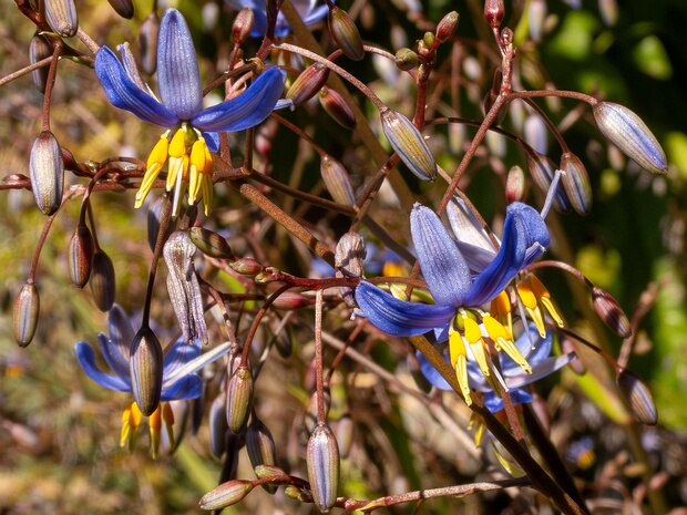Дианелла гладкая - Dianella laevis