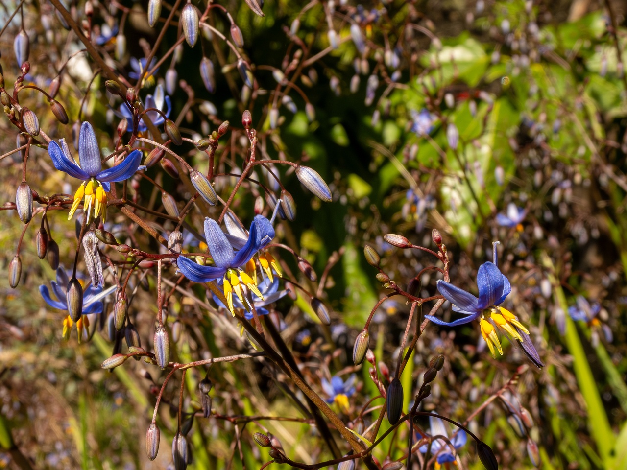 Dianella laevis _2025-05-13_1-2