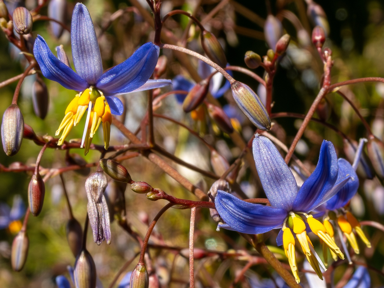 Dianella laevis _2025-05-13_1-3