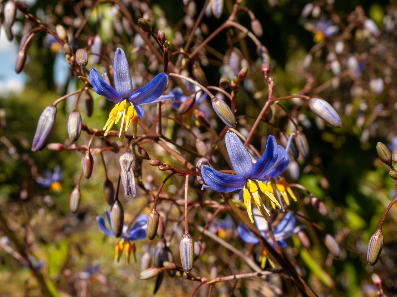 Dianella laevis _2025-05-13_1-4