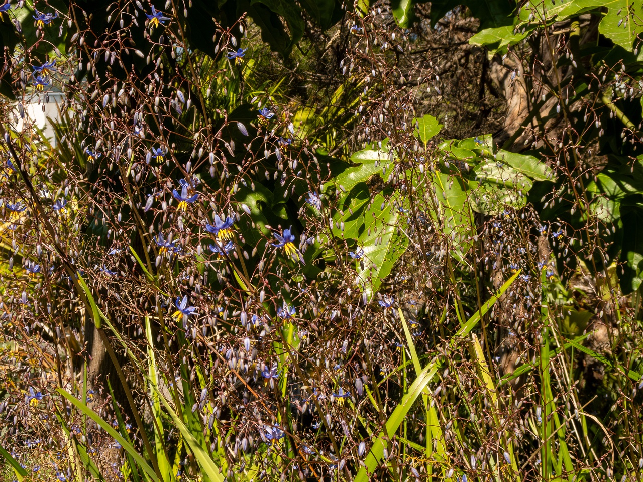 Dianella laevis _2025-05-13_1-5