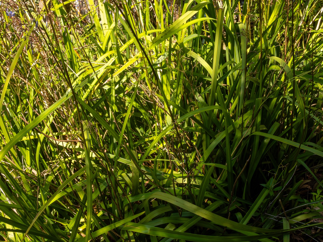 Dianella laevis _2025-05-13_1-6