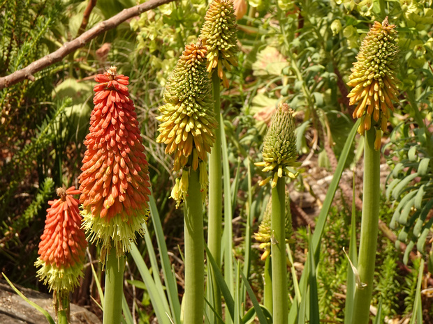 Книпхофия Тхода - Kniphofia thodei