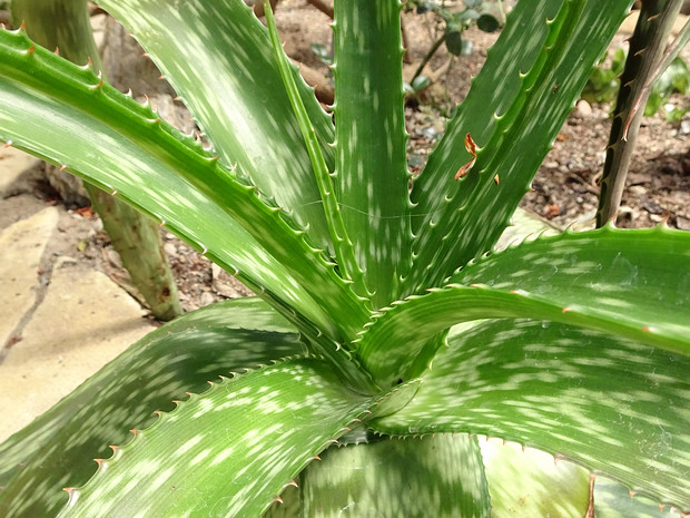 Алоэ Грина - Aloe greenii
