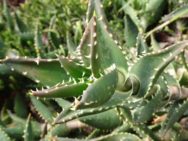 Алоэ отдаленное - Aloe distans