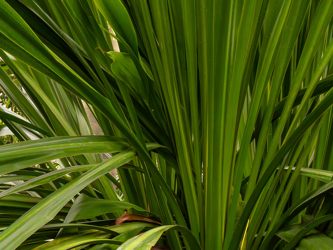 Doryanthes palmeri _2025-04-12_1-6
