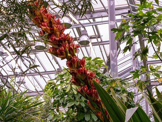 Дориантес Пальмера - Doryanthes palmeri