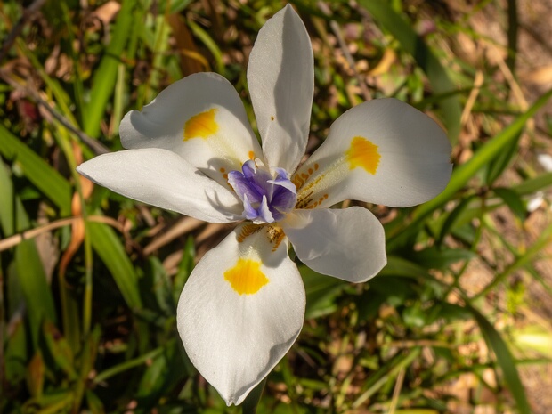 Диетес ирисоподобный - Dietes iridioides