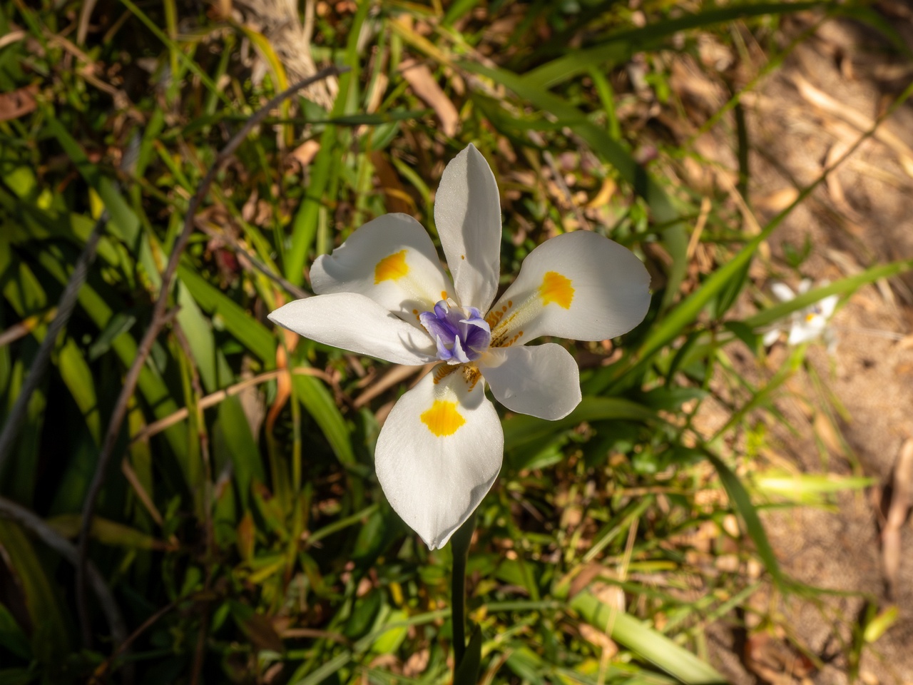 Dietes iridioides _2025-05-13_1-1