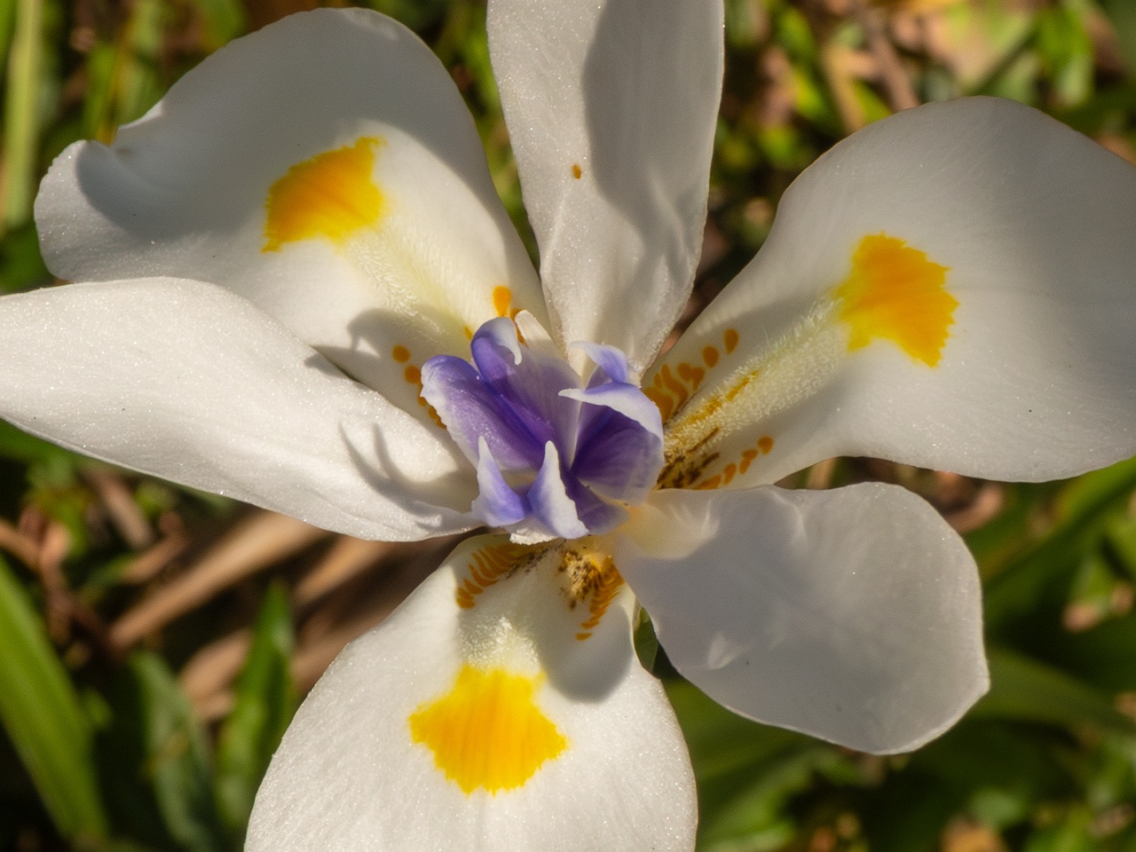 Dietes iridioides _2025-05-13_1-3