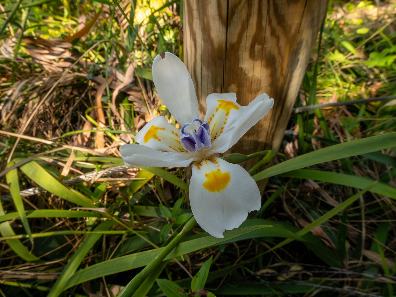 Dietes iridioides _2025-05-13_1-4