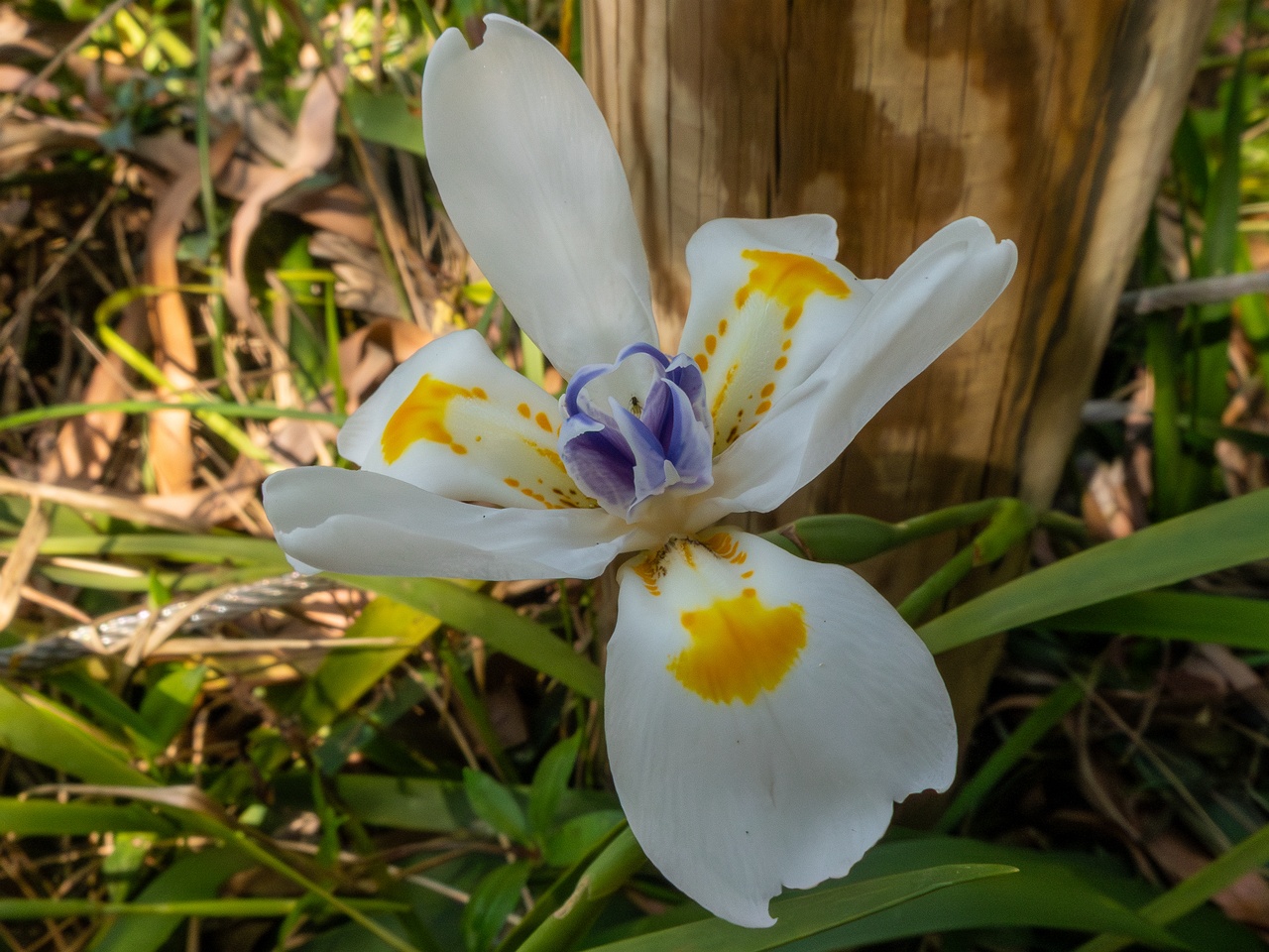 Dietes iridioides _2025-05-13_1-5