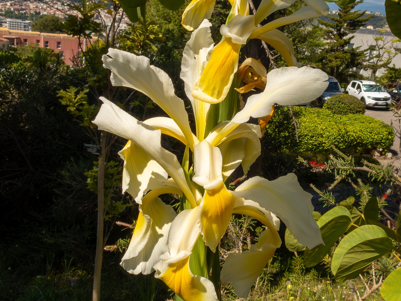 !Iris orientalis _2025-05-13_1-2